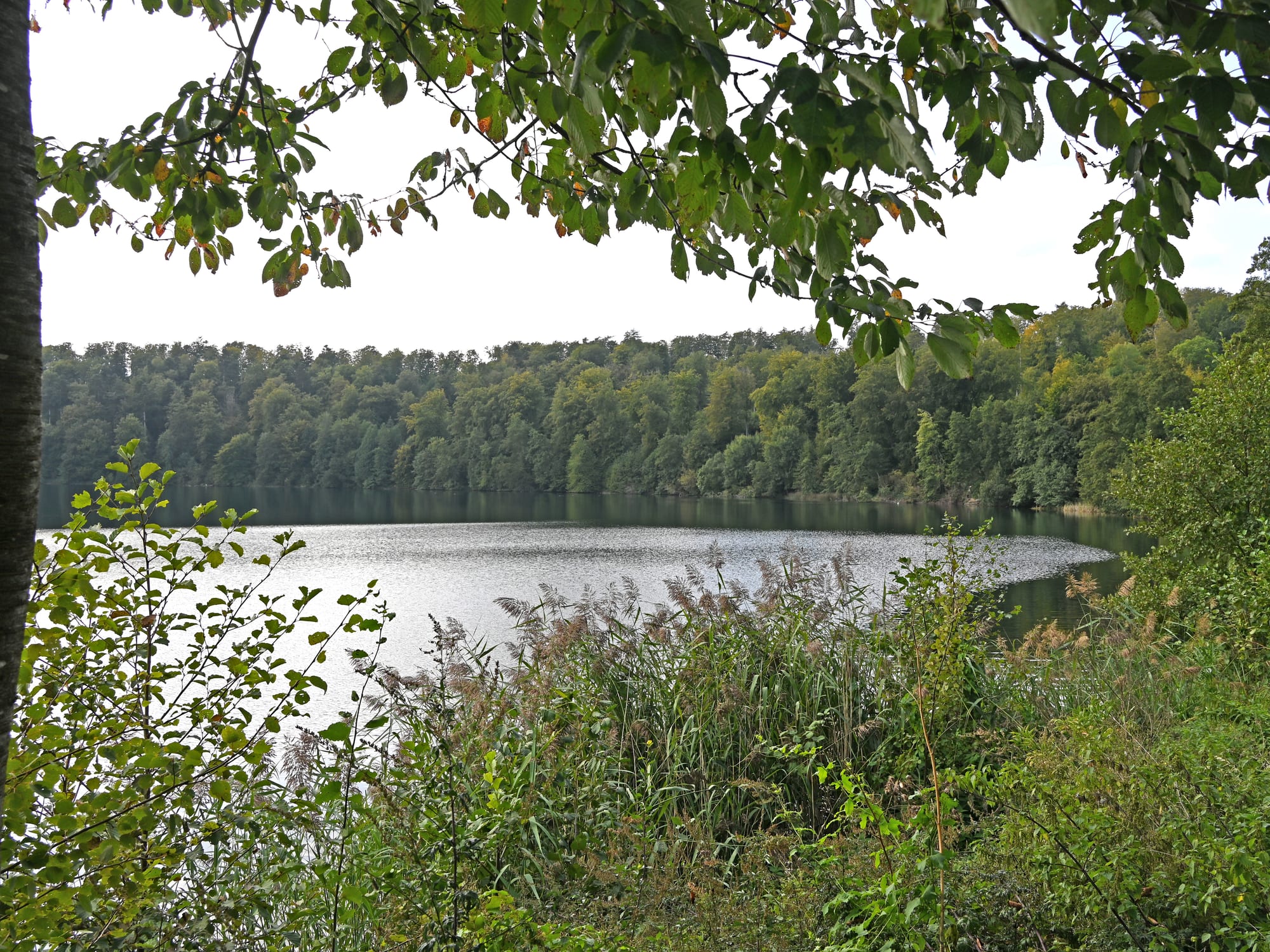 Pulvermaar in der Vulkaneifel — Kratersee im Wald